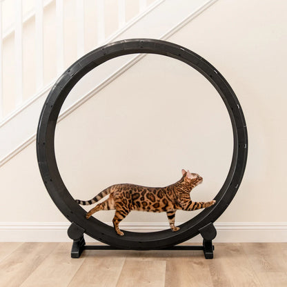Kitty Wheelz